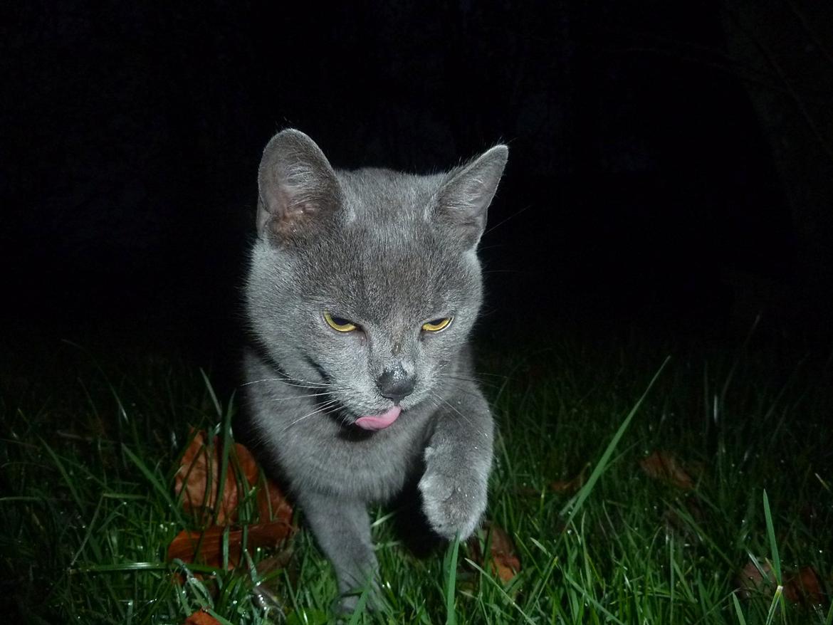 Huskat Knud - Farvel og tak! :) billede 20