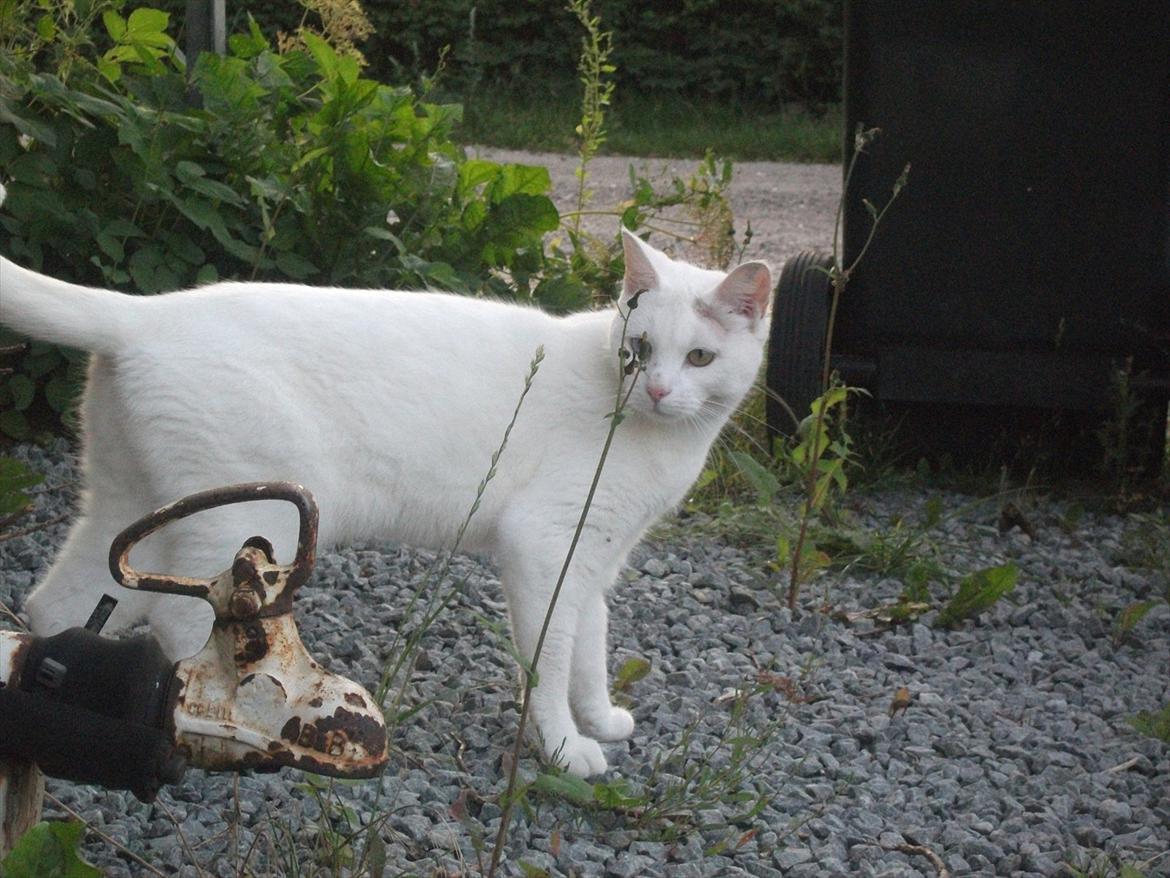 Huskat Snehvide billede 19