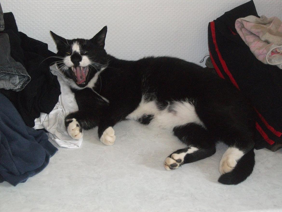 Huskat Sylvester *Sylle* RIP billede 17