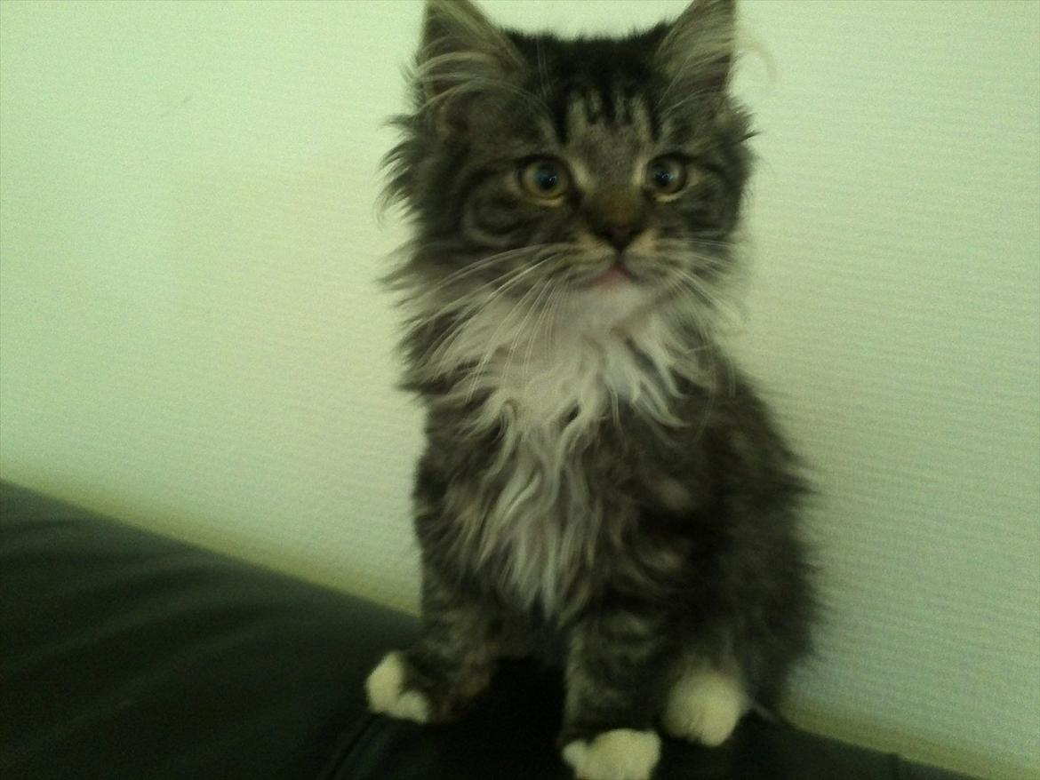 Blanding af racer Leonora billede 1