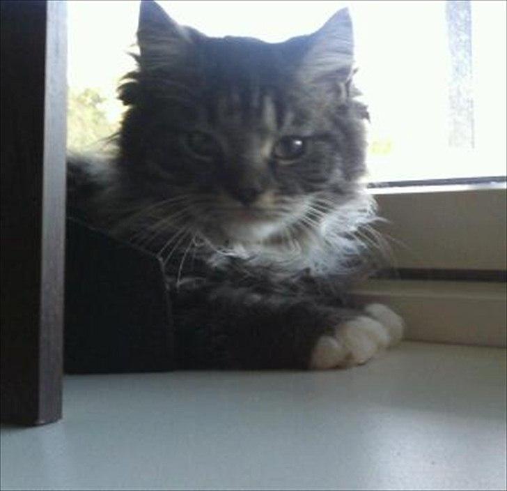 Blanding af racer Leonora billede 2