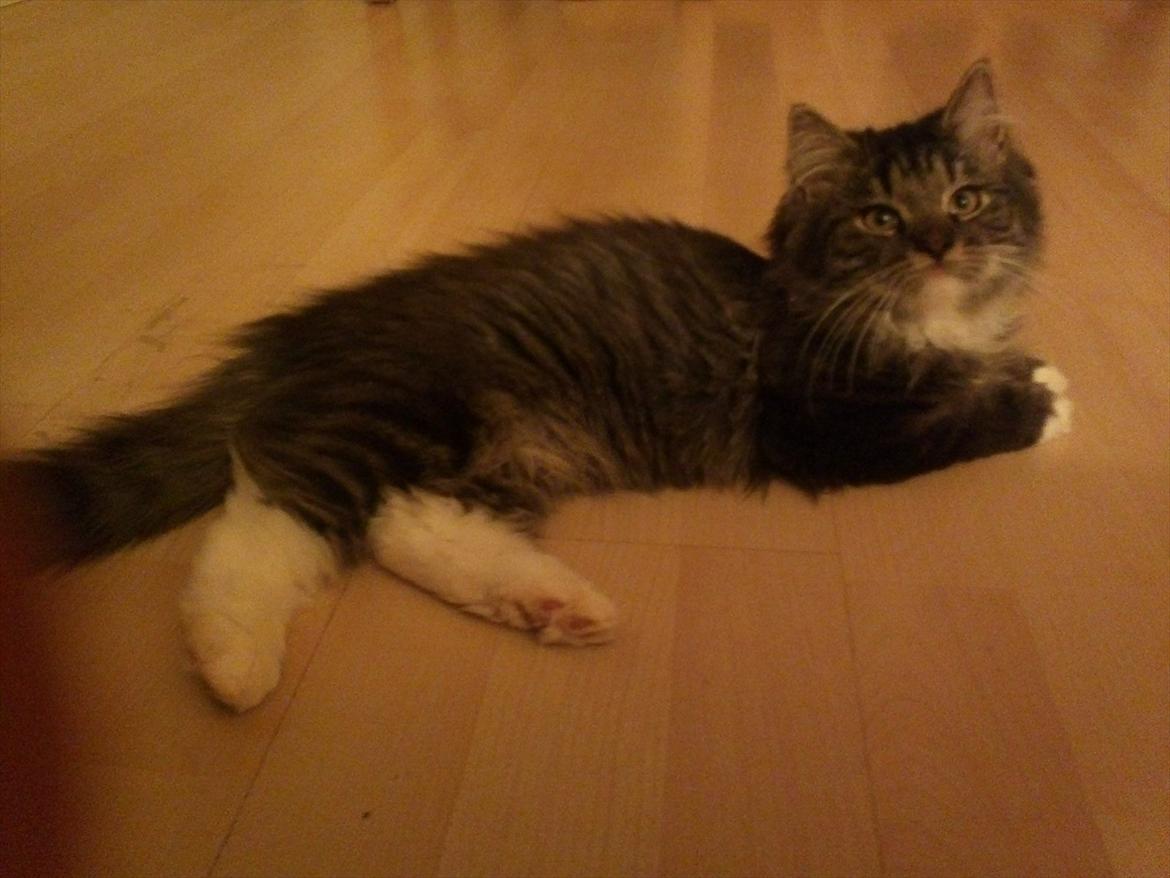 Blanding af racer Leonora billede 3