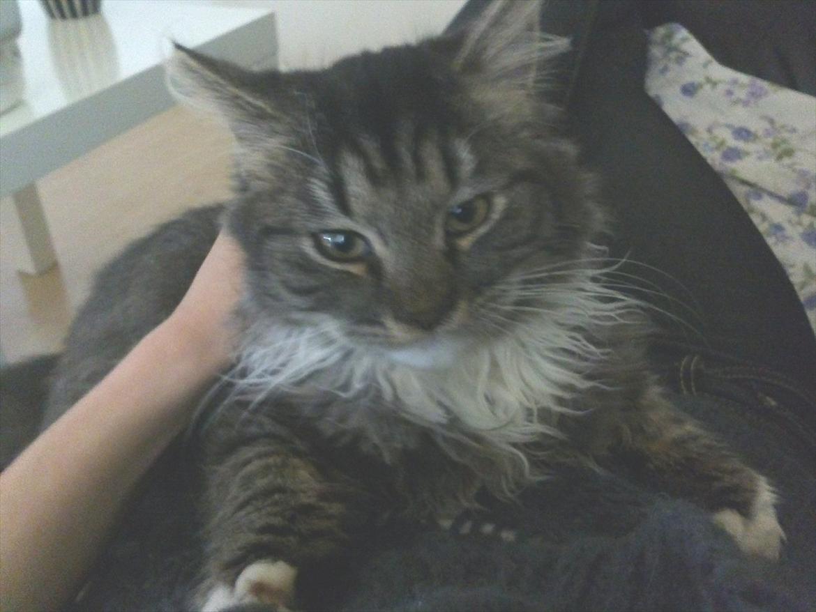 Blanding af racer Leonora billede 4