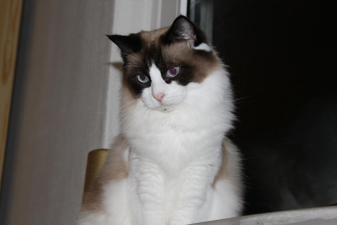 Ragdoll Zion billede 2