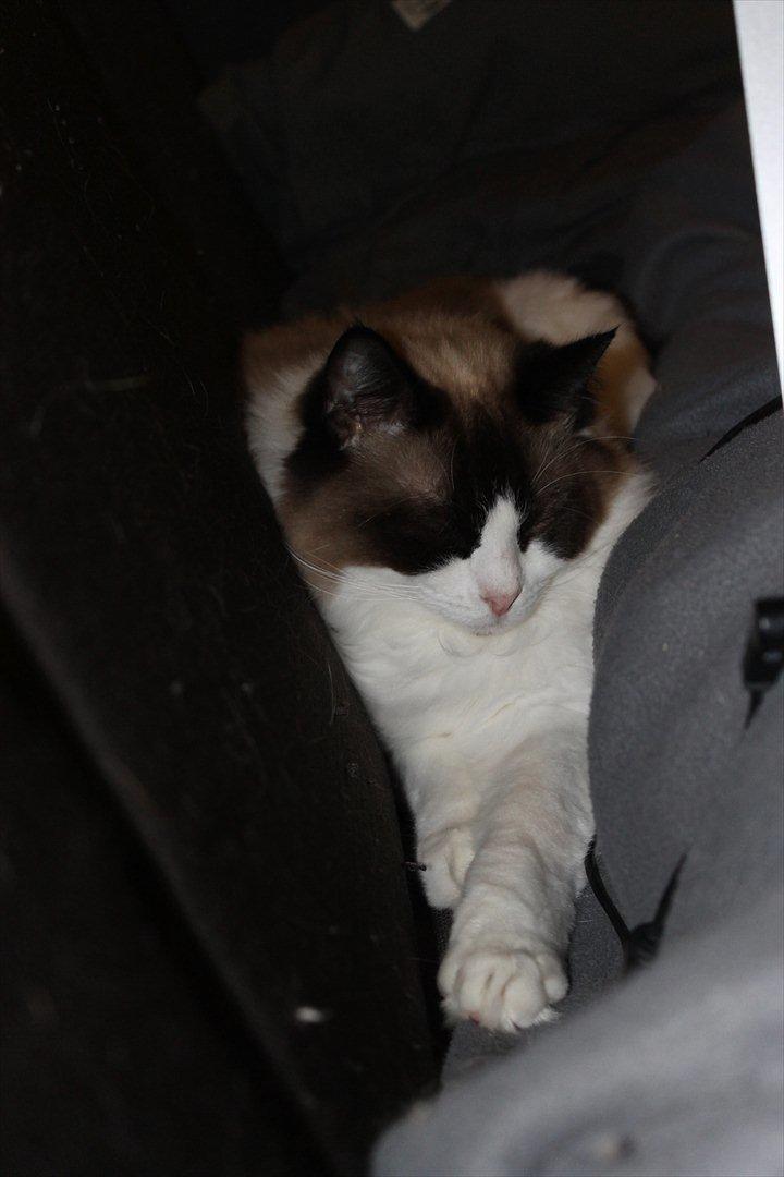 Ragdoll Zion - Arh her kan jeg da vist godt lige være billede 5