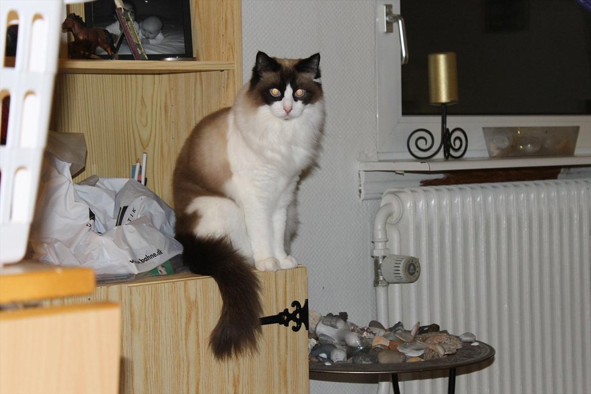 Ragdoll Zion billede 6