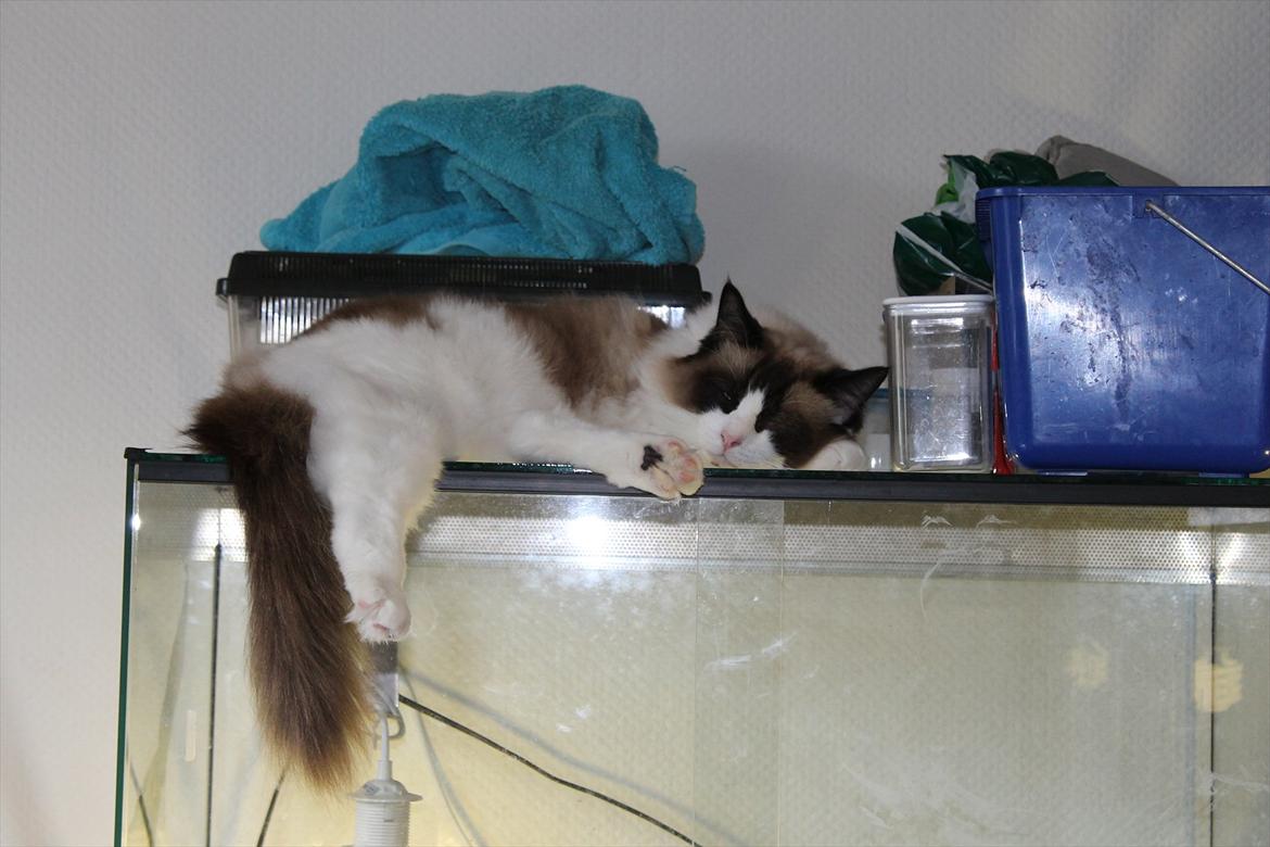 Ragdoll Zion billede 7