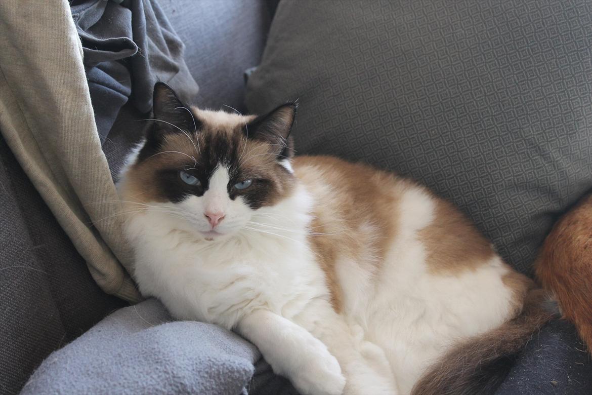 Ragdoll Zion billede 8