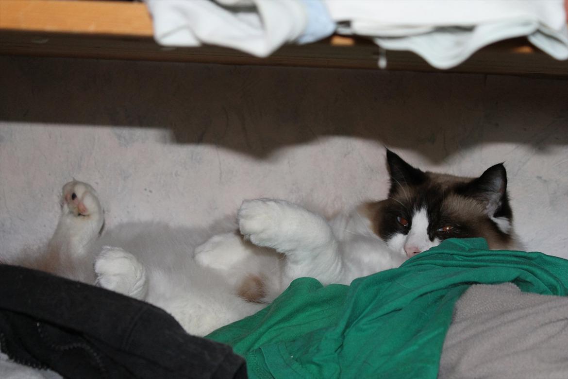 Ragdoll Zion - hygge på højt plan og ingen ved hvor jeg er! ;) billede 10