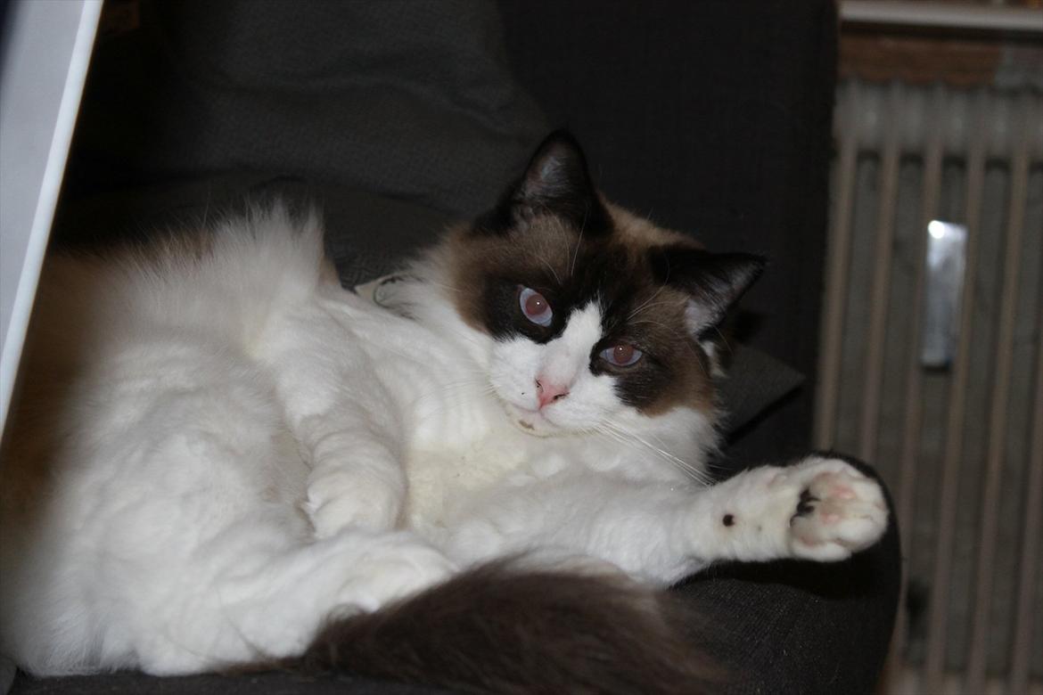 Ragdoll Zion billede 11