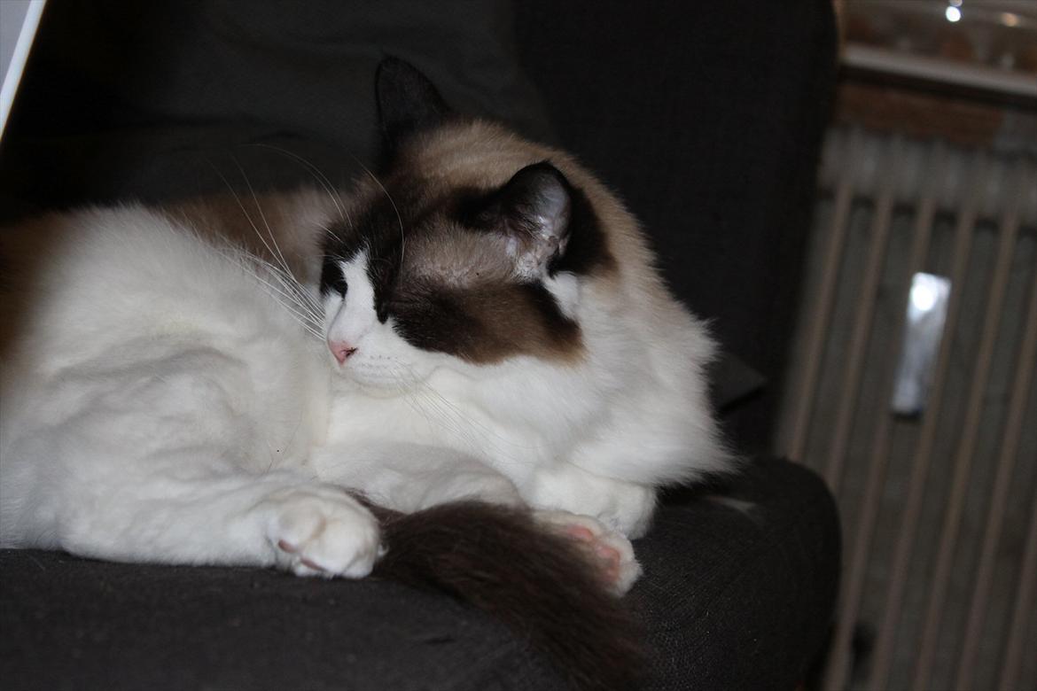 Ragdoll Zion billede 12