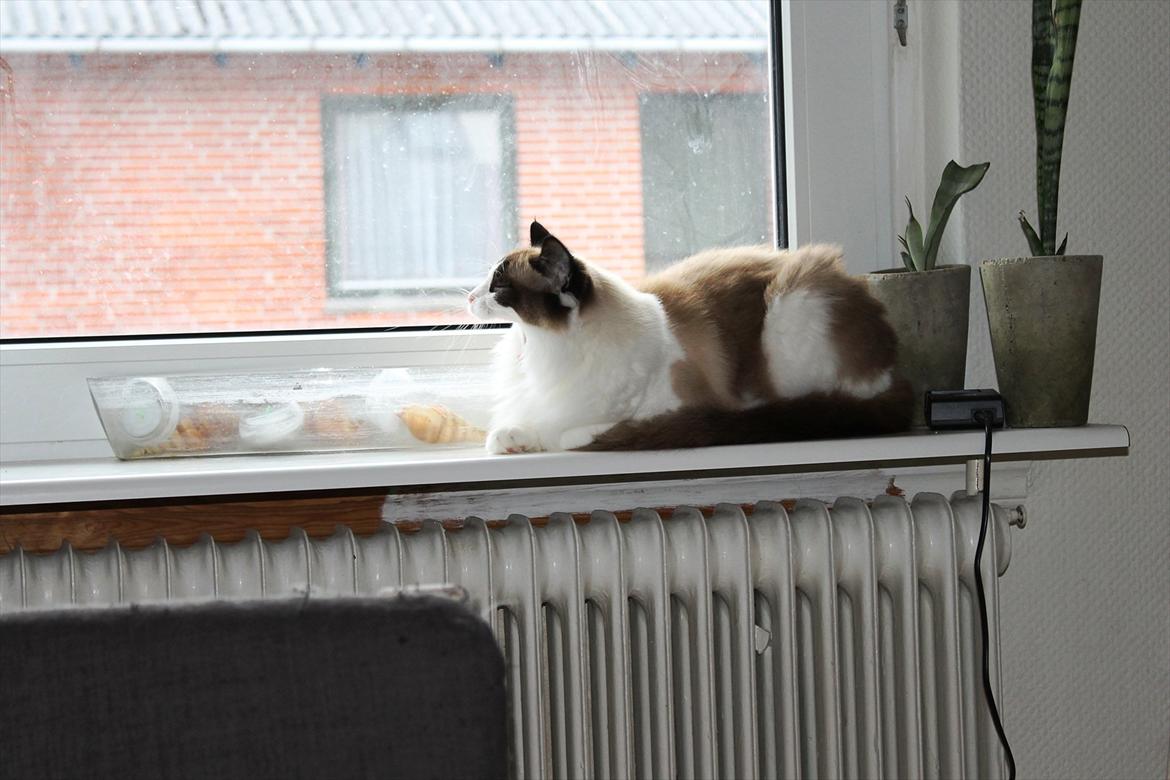 Ragdoll Zion billede 17