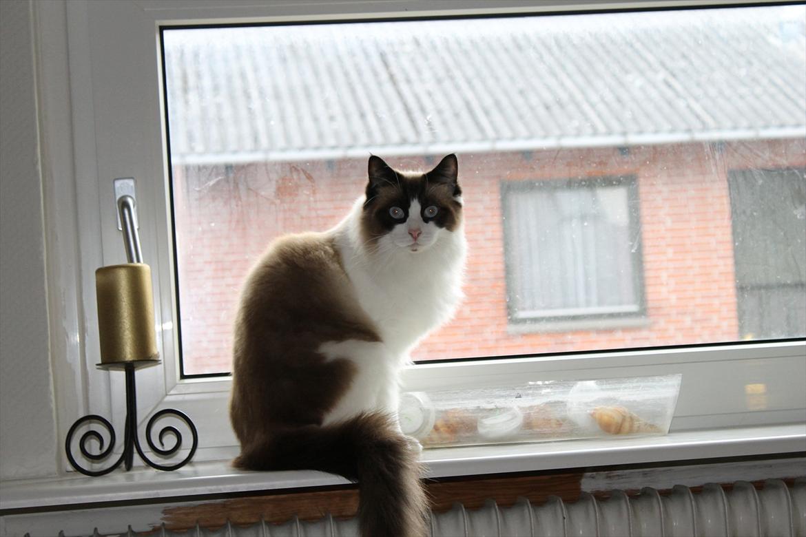 Ragdoll Zion billede 18