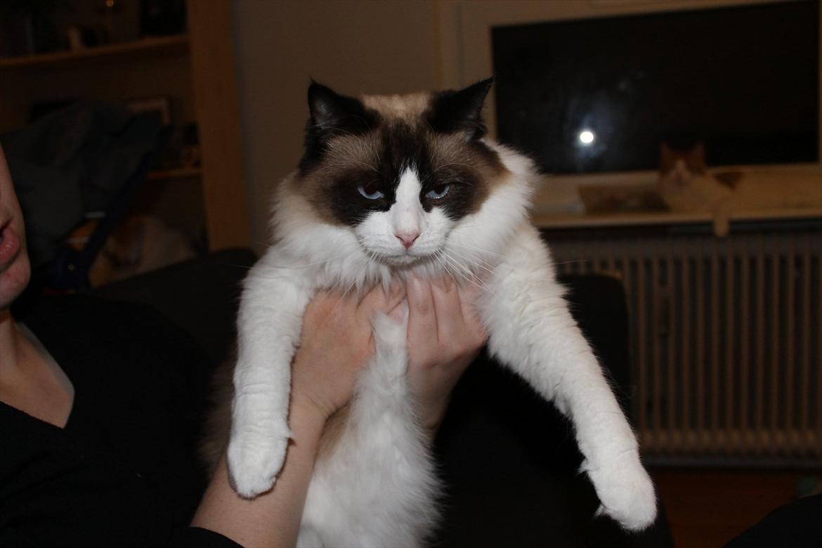 Ragdoll Zion - sæt.. mig.. ned! billede 19