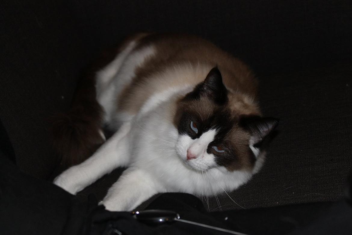 Ragdoll Zion billede 20