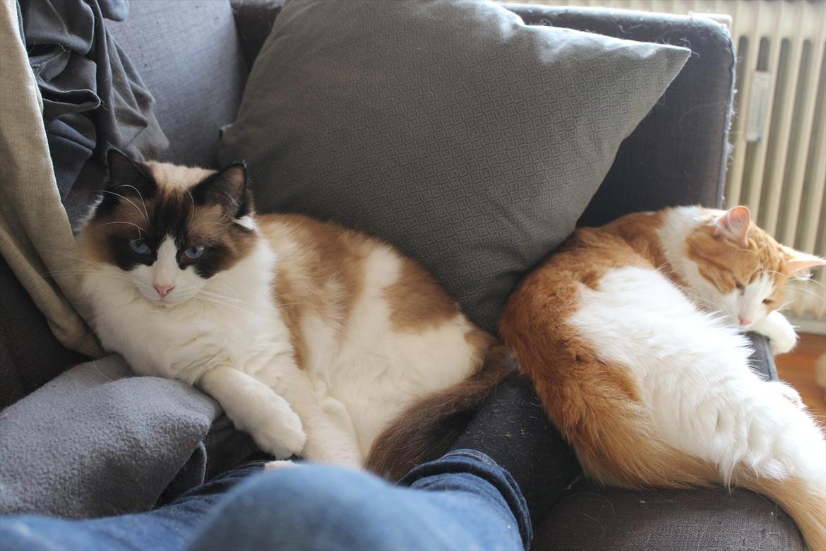 Ragdoll Zion - Hygge med Crash billede 21