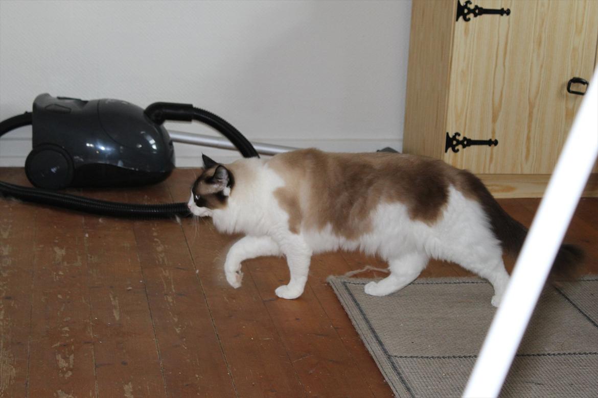 Ragdoll Zion billede 22