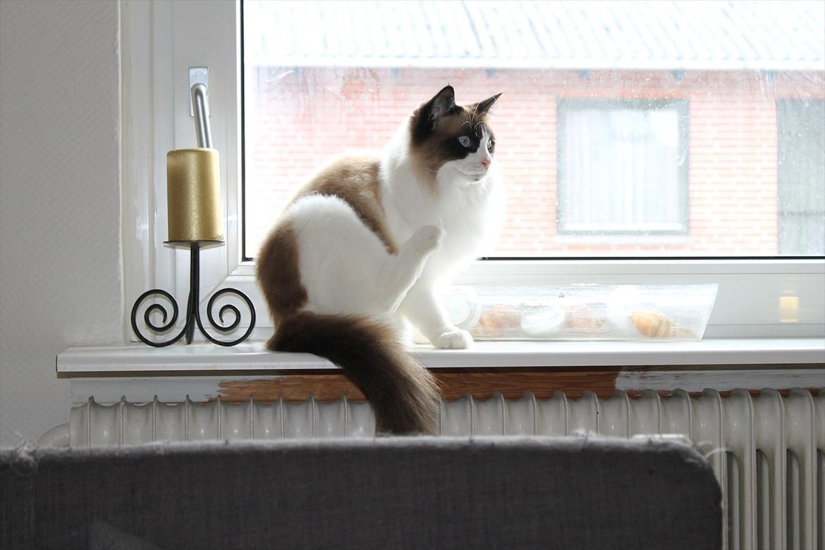 Ragdoll Zion billede 23