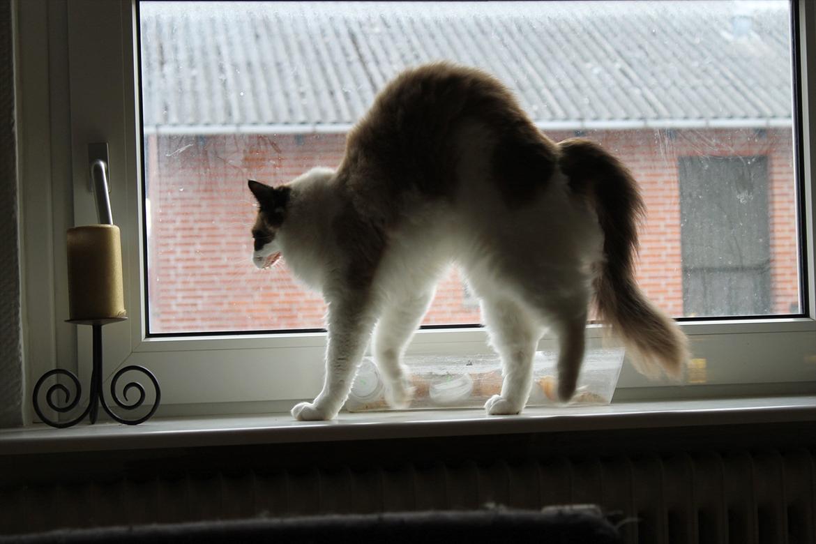 Ragdoll Zion - halloweenkat ;) billede 24