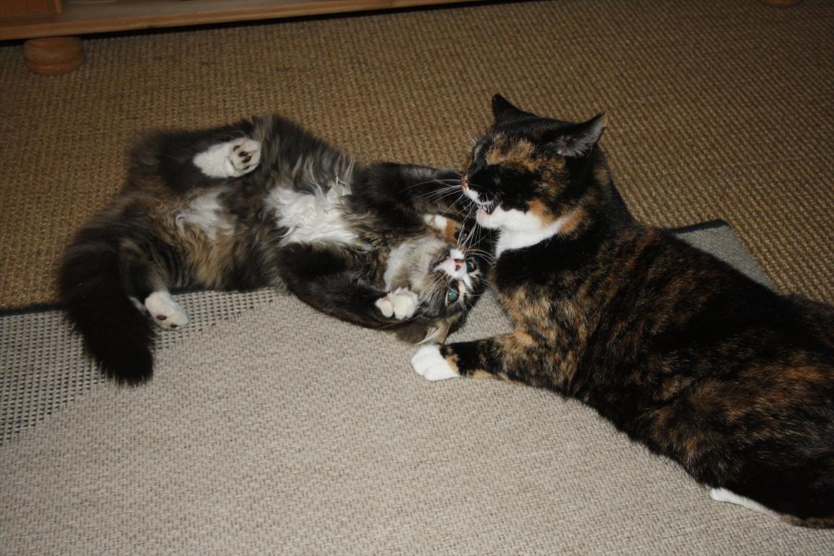 Blanding af racer Laksi billede 10