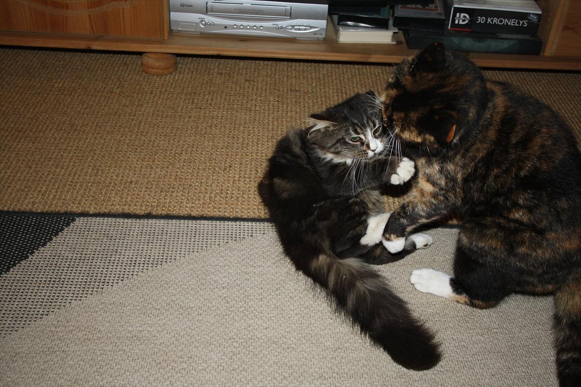 Blanding af racer Laksi billede 11