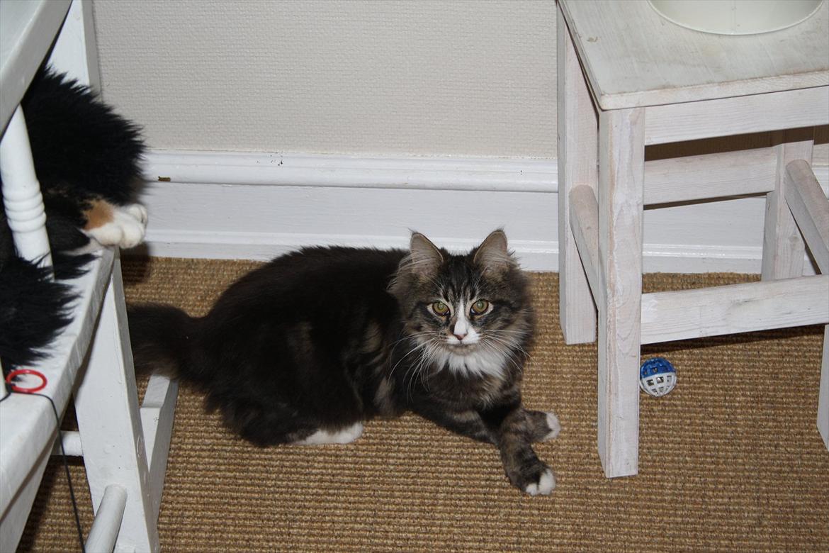 Blanding af racer Laksi billede 12