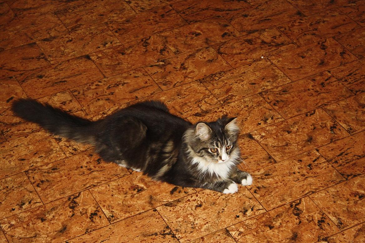 Blanding af racer Laksi billede 13