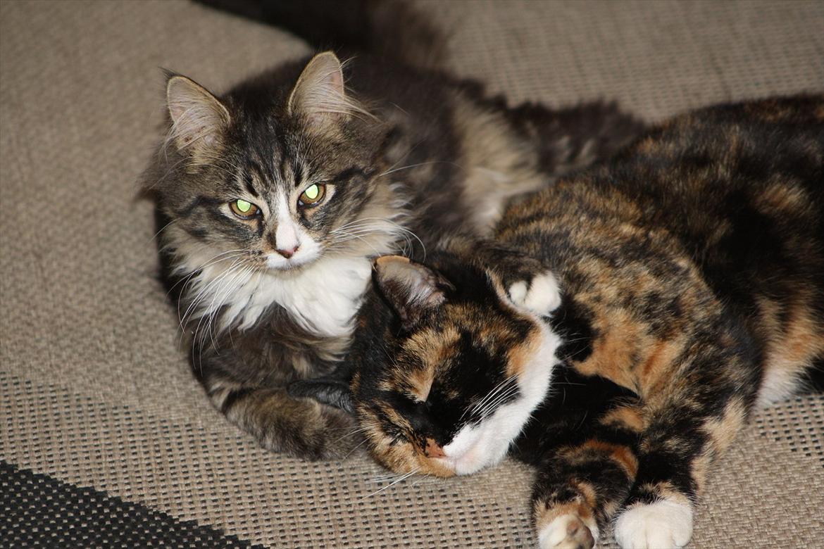 Blanding af racer Laksi billede 15