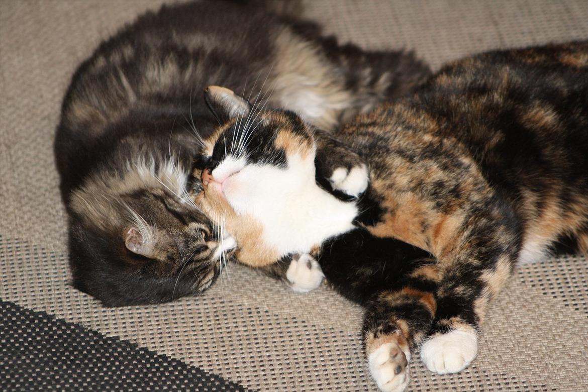 Blanding af racer Laksi billede 17