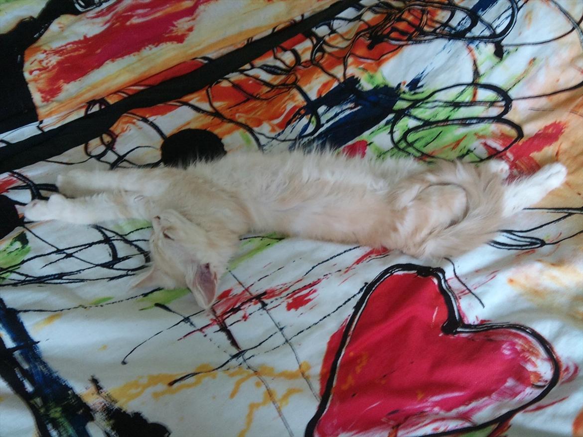 Maine Coon Ezio - 3 mdr. gammel billede 8