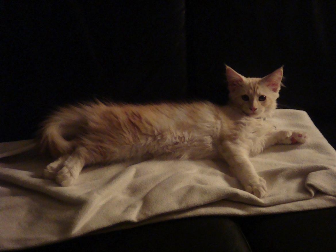 Maine Coon Ezio - 3 mdr. gammel billede 9