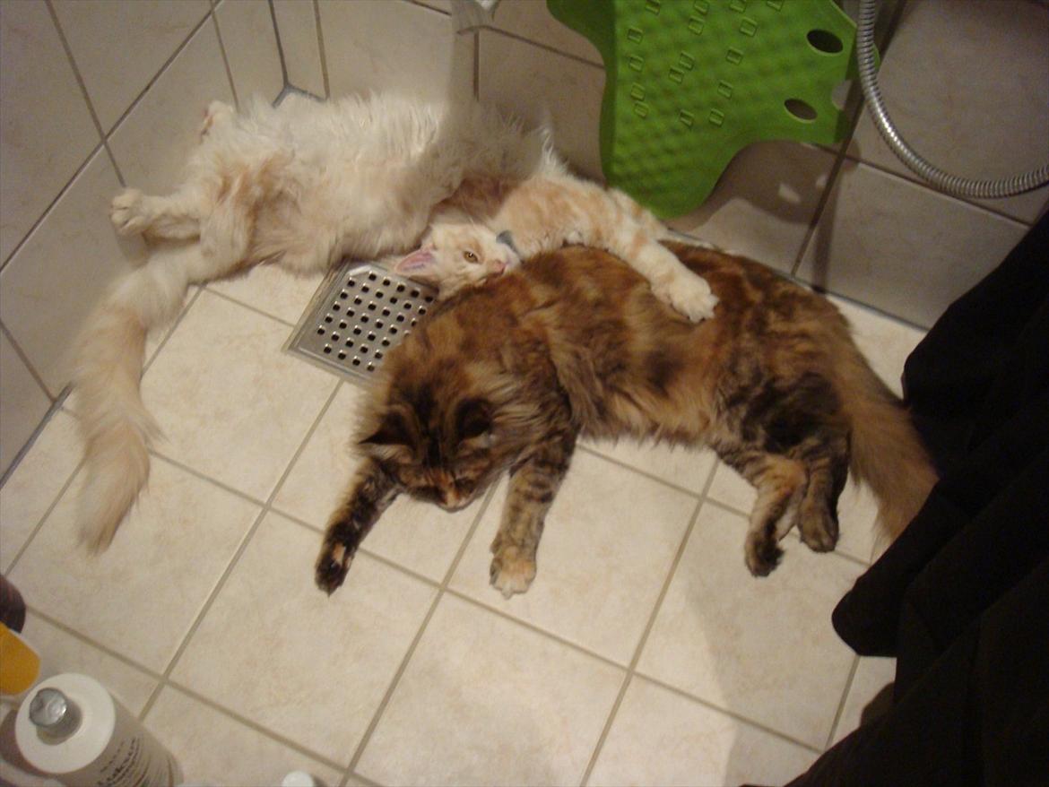 Maine Coon Ezio - Mor og søn. Elsker at ligge i brusekabinen. billede 10
