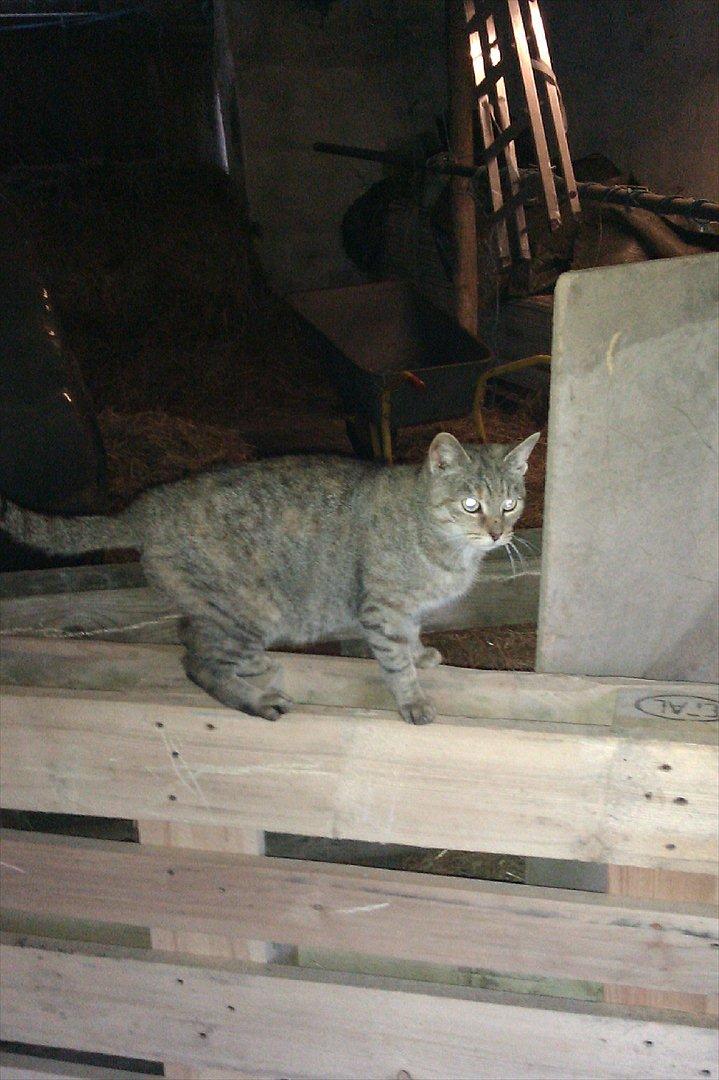 Blanding af racer Miv<3 billede 2