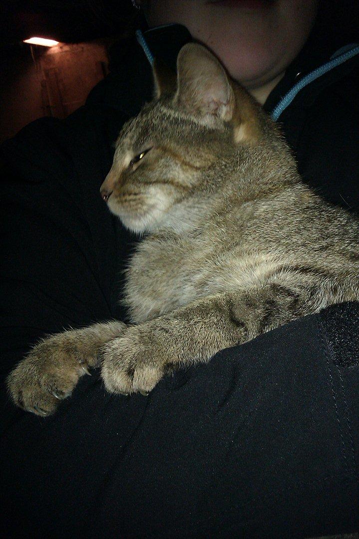 Blanding af racer Miv<3 billede 3