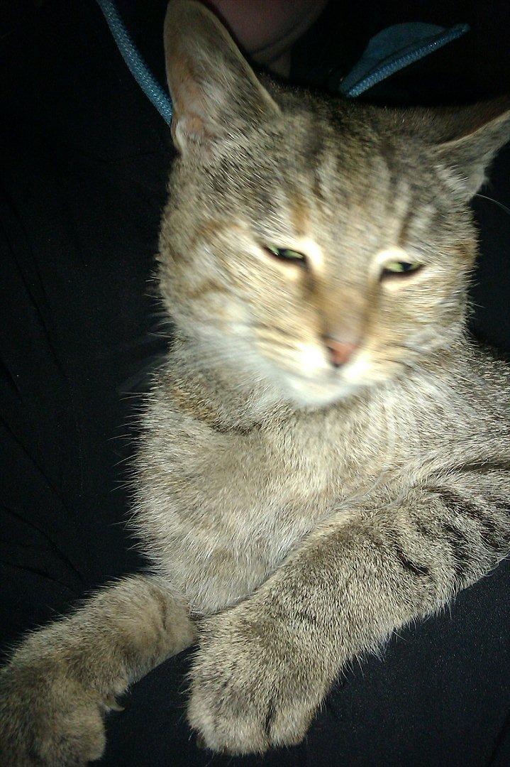 Blanding af racer Miv<3 billede 4