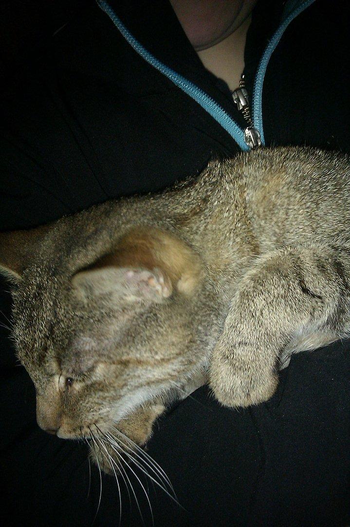 Blanding af racer Miv<3 - Velkommen!:-D<3 billede 1