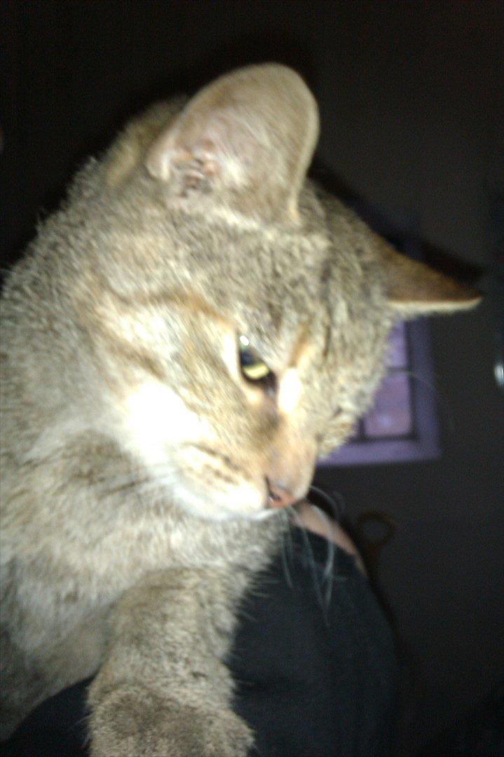 Blanding af racer Miv<3 billede 5