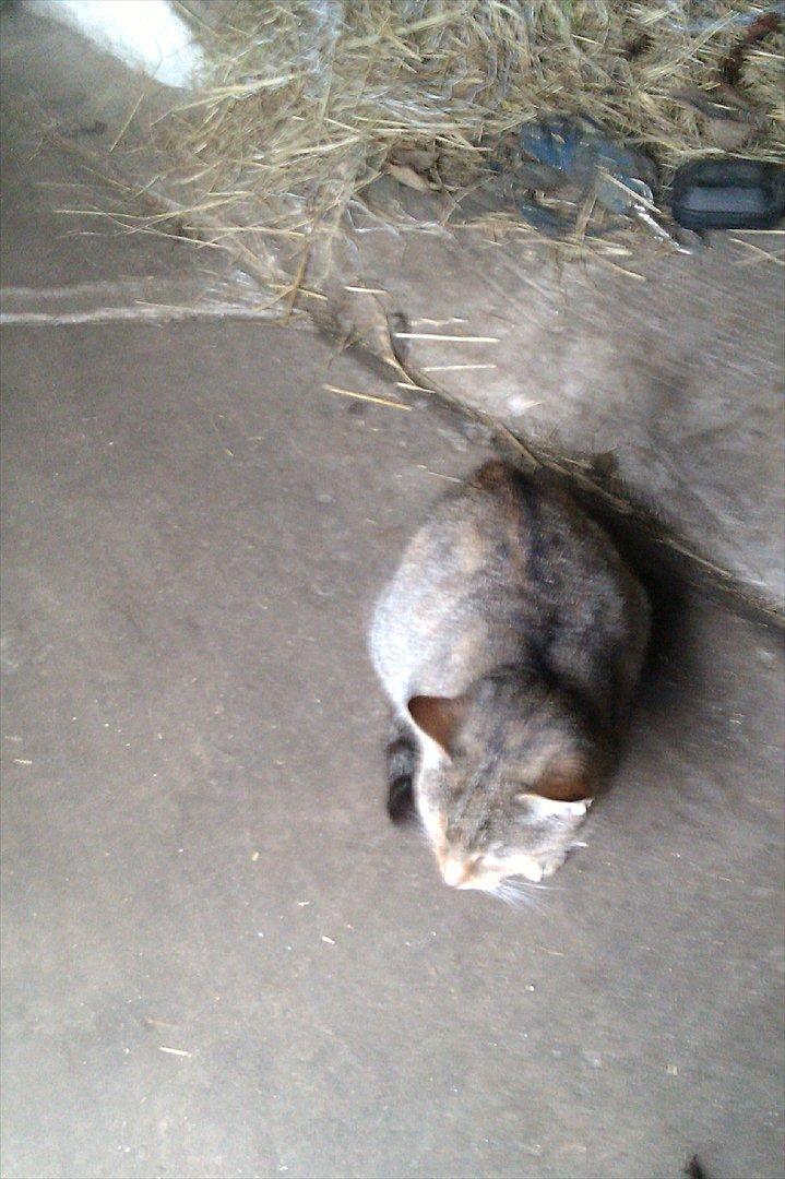 Blanding af racer Miv<3 - venter killinger 2011:-D billede 6