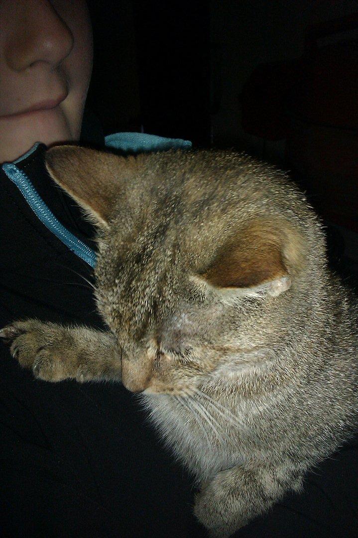 Blanding af racer Miv<3 billede 7