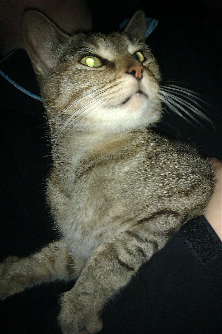 Blanding af racer Miv<3 billede 8