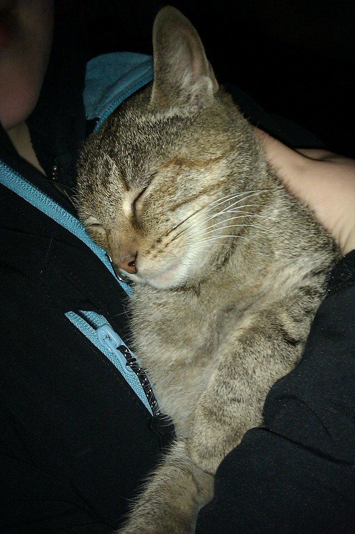 Blanding af racer Miv<3 - Zzzzzzz:-)
 billede 9