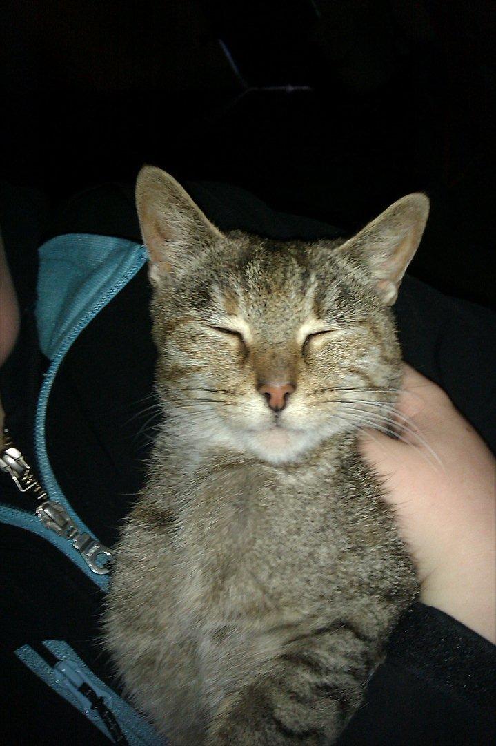 Blanding af racer Miv<3 billede 10