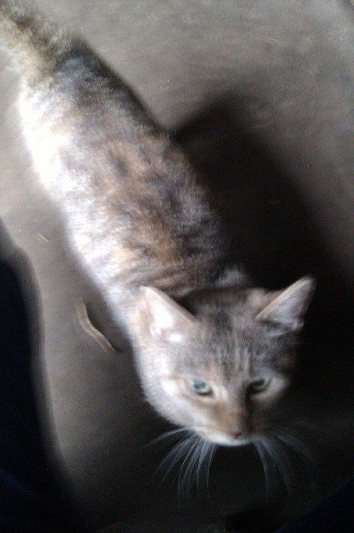 Blanding af racer Miv<3 billede 11