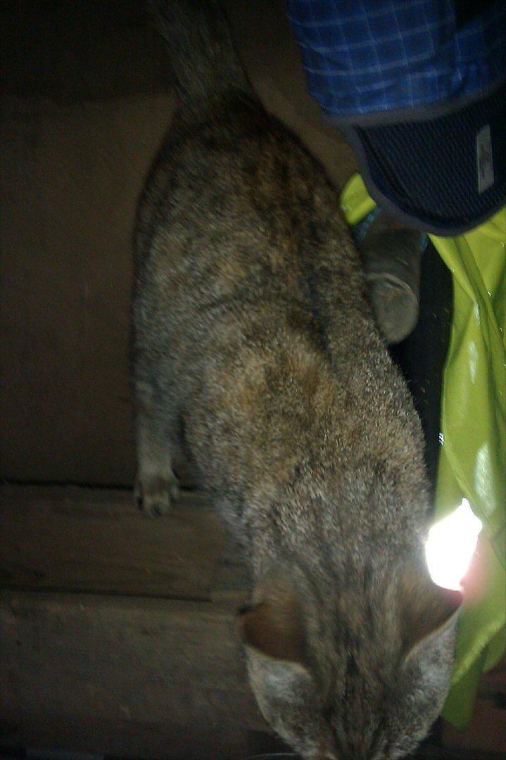 Blanding af racer Miv<3 - Vi ses!<3 og tak for kigget billede 12