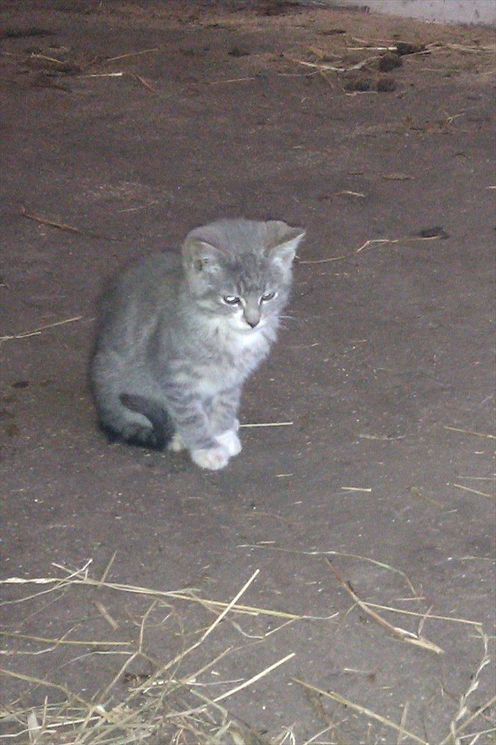 Blanding af racer Lille mis<3 billede 3