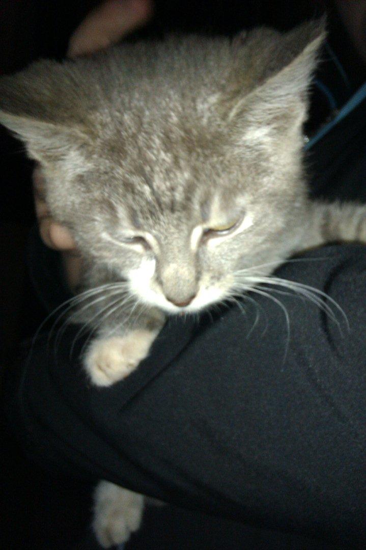 Blanding af racer Lille mis<3 billede 4