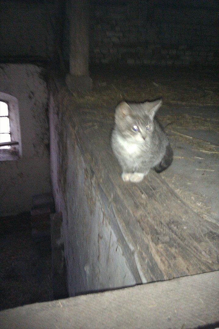 Blanding af racer Lille mis<3 billede 5