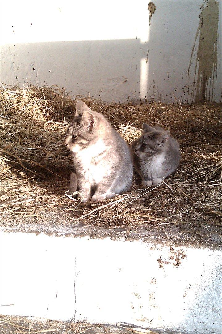 Blanding af racer Lille mis<3 - Lille mis og Basse<3 billede 6