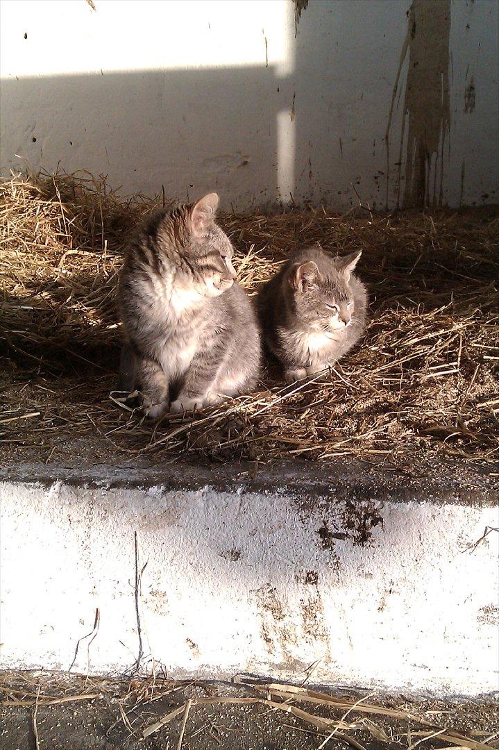 Blanding af racer Lille mis<3 billede 7