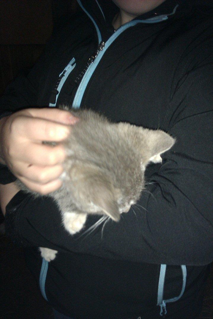 Blanding af racer Lille mis<3 - Snakke snakke billede 9